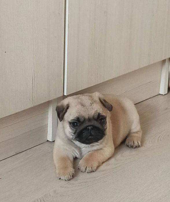 Мопс Щеночки Очеровашки