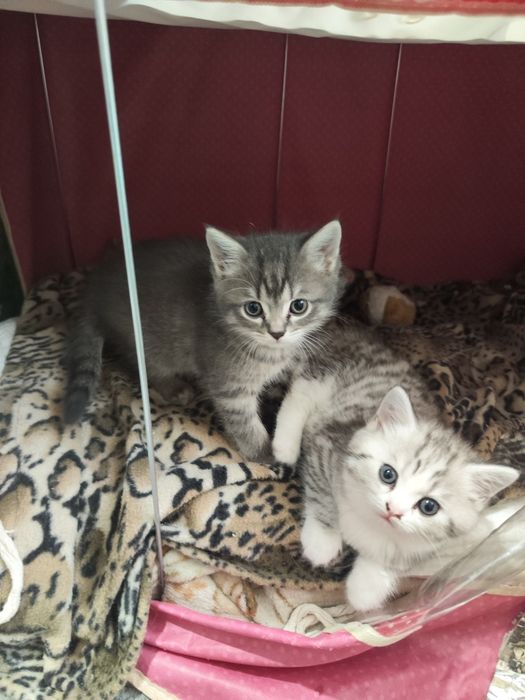 Шотландские котята