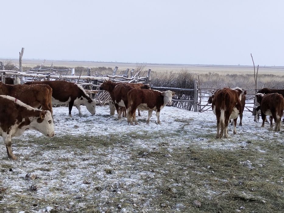 Корова сыйырлар 50