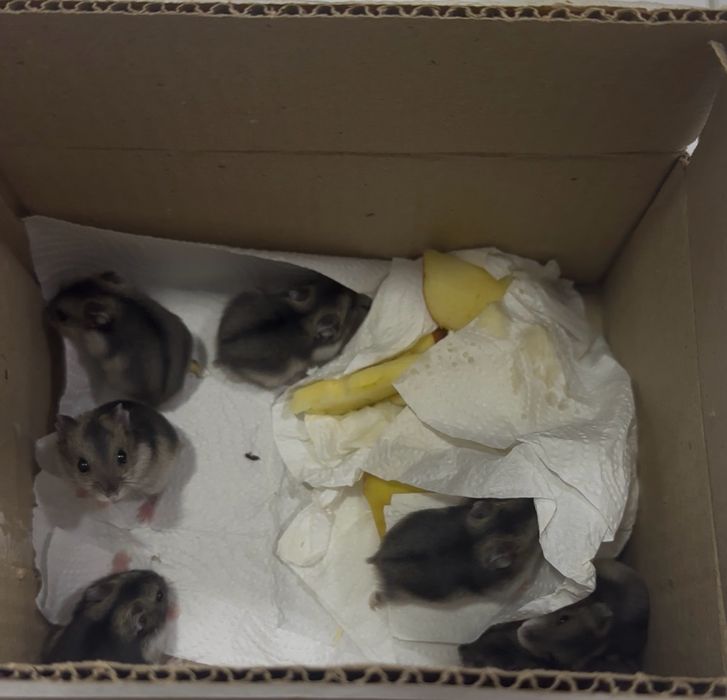 Джунгарский хомяки продаются