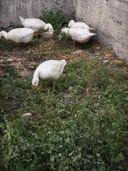 Продам гусей Линда