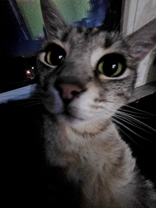 PetSitter/Cazare/Bona de animale Brașov