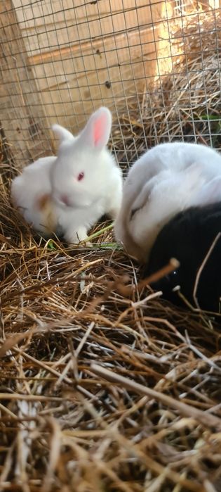 Iepurași pitici de pasi