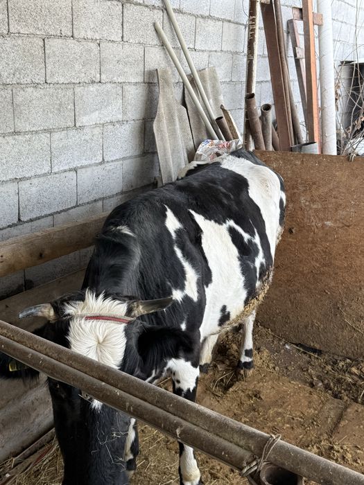 Продам кором с телятами