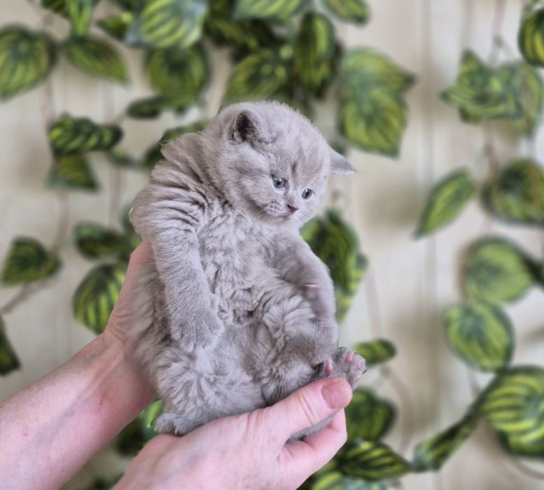 Продаётся  британский котенок
