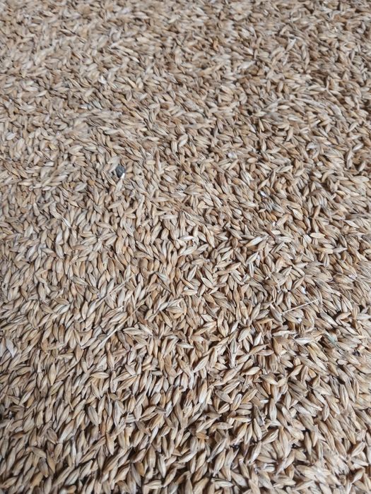 Vand Grau orz si porumb