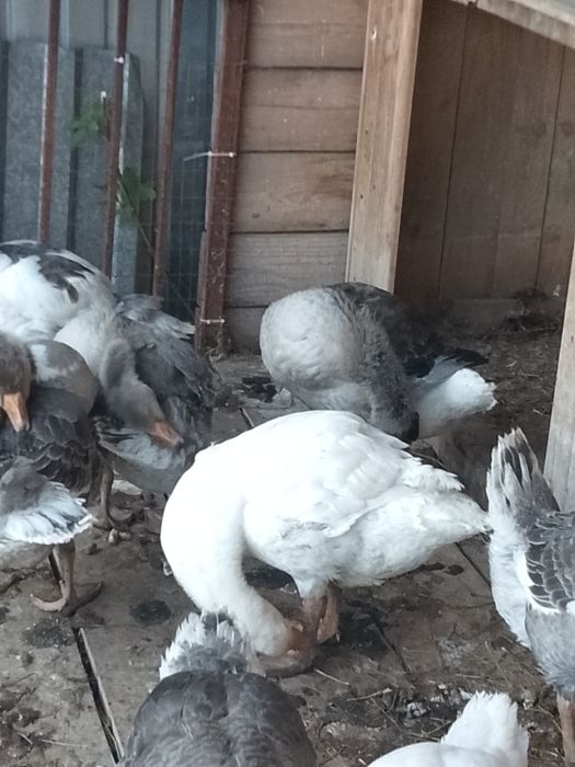Продам гусят домашних