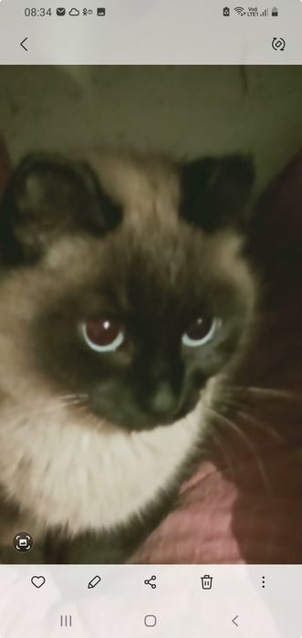 Ищем для кошечки Дом