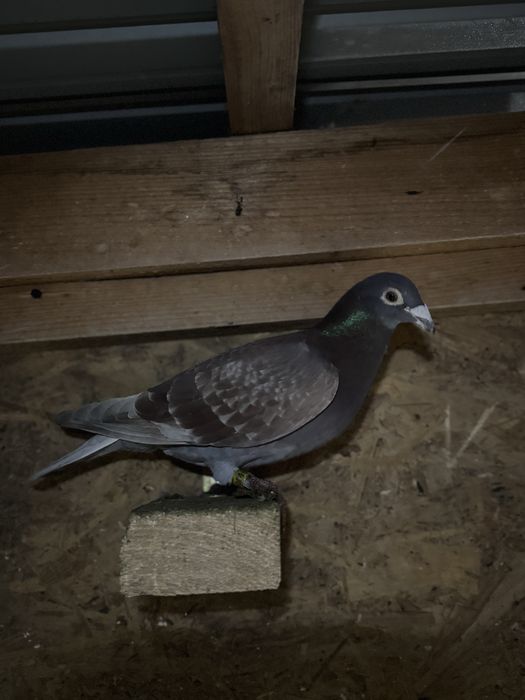 Vand porumbei voiajori