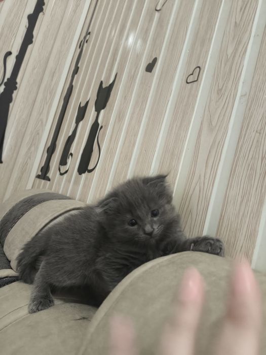 Продаётся котёнок мальчик британской породы