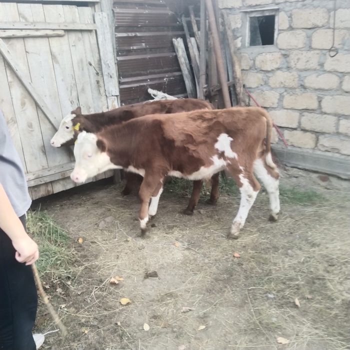 Продам подсосных бычков