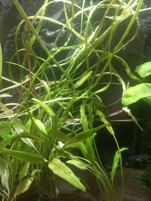 Криптокорина Балансе