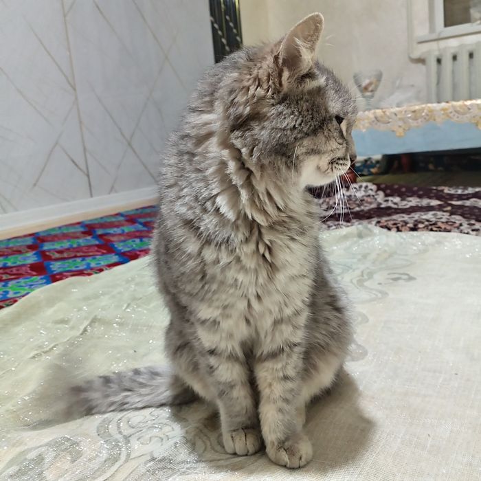 Усы пышик сатилады пародны ахылы келисип беремен