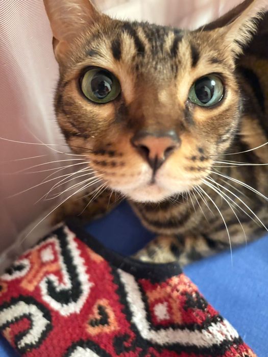 Продам леопардовою кошку