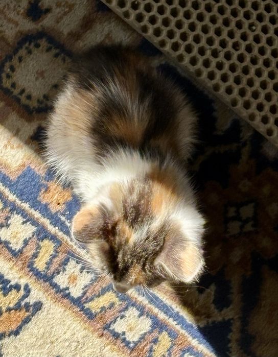 Котенок в добрые руки ищет дом !