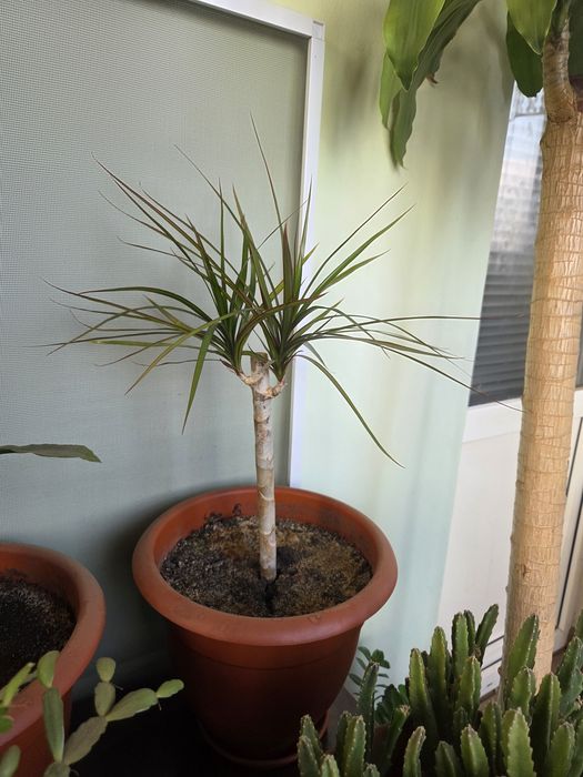 Драцена душистая (пальма)