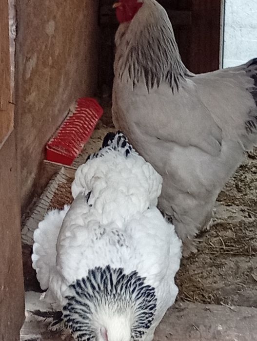 Vând oua  brahma pt incubat