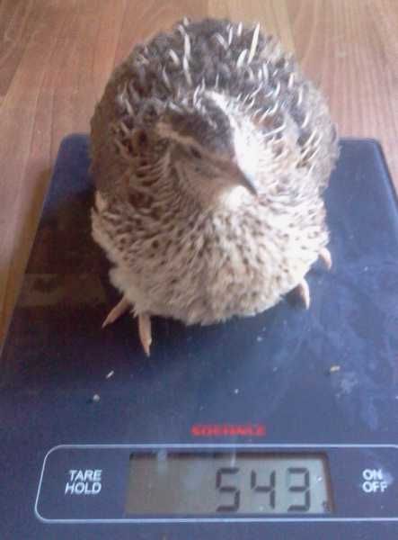 Бедана белий гигант Эстон, Феникс, смокинг беданала сотилади