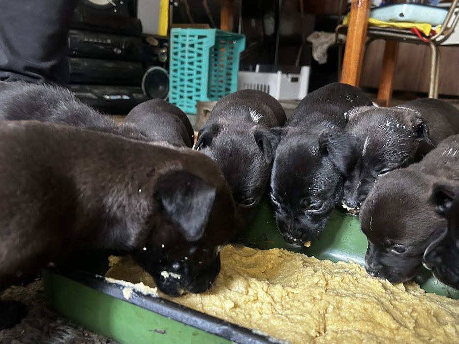 Продавам малки путбулчета ! Бащата е с американско родословие” blue nose “