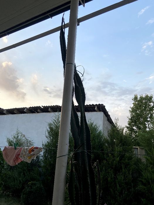 Kaktus 7 yilgi boʻyi 2.40 atrofi solingan joyi yoq