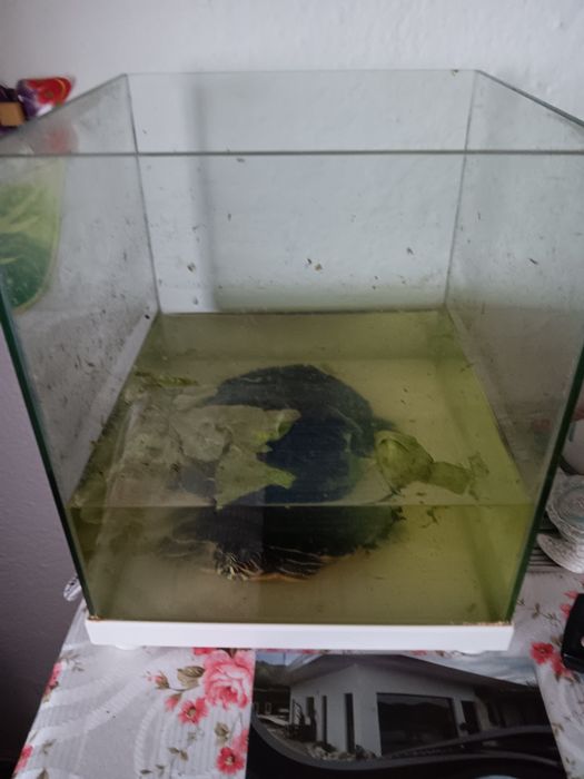 Acvariu de vanzare preț 100 lei