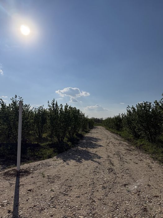 Parcele de vânzare Păușa