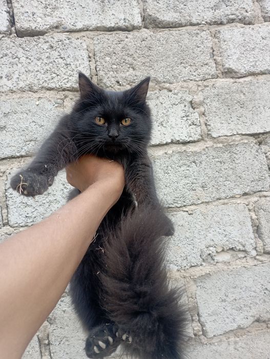 Хали йош мушук ча