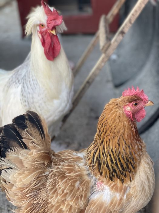 Ouă incubat Wyandotte, Paduane și ouă verzi (Easter Egger)