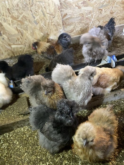 Oua pentru incubat diferite rase