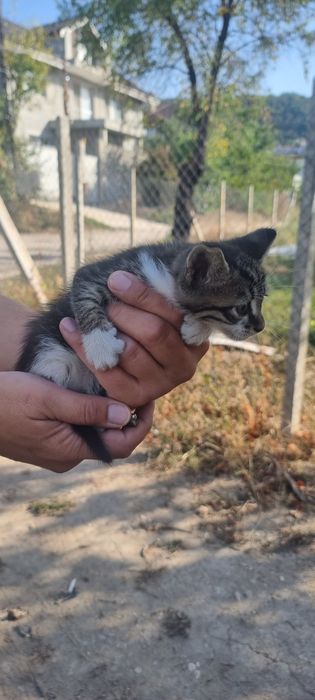 Котета търсят дом