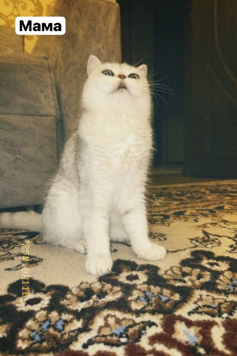 Продается чистокровный британский кот (британская шиншилла)