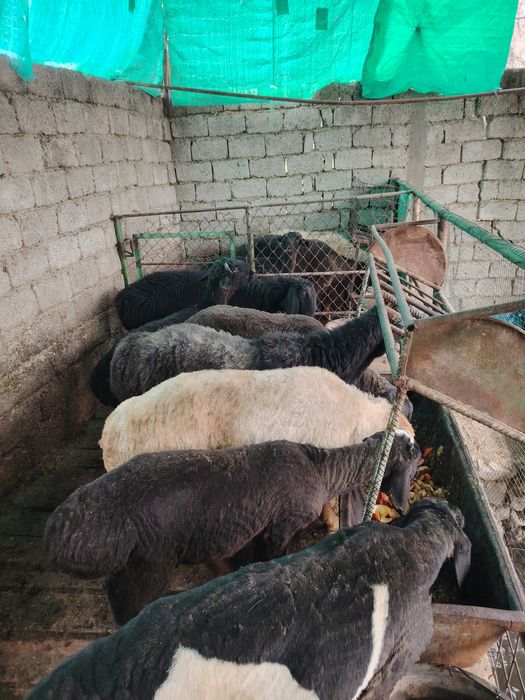 Кой ва кучкорлар сотилади 3 та солу бугоз, 7та кучкор зотдор