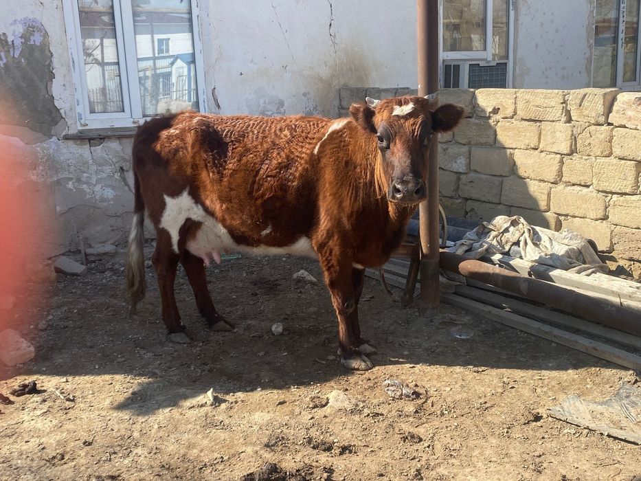 Қысыр сйыр сатылады