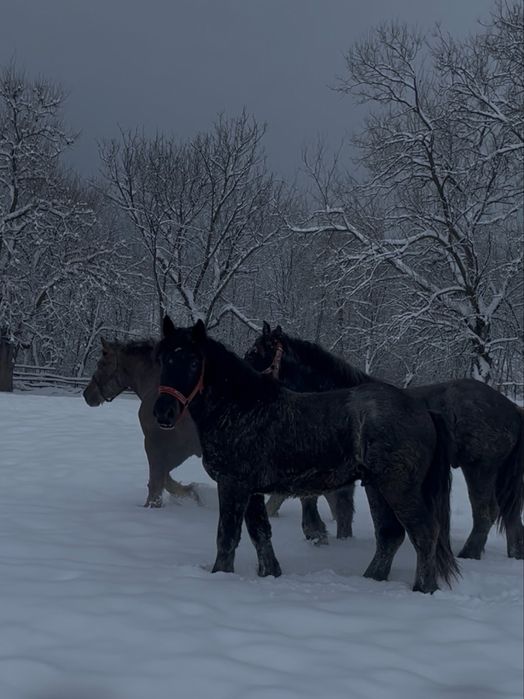 De vanzare 2 manji se 1,5 ani