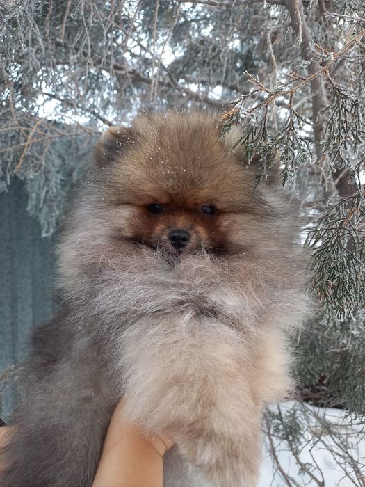 Продаётся шикарный мишка