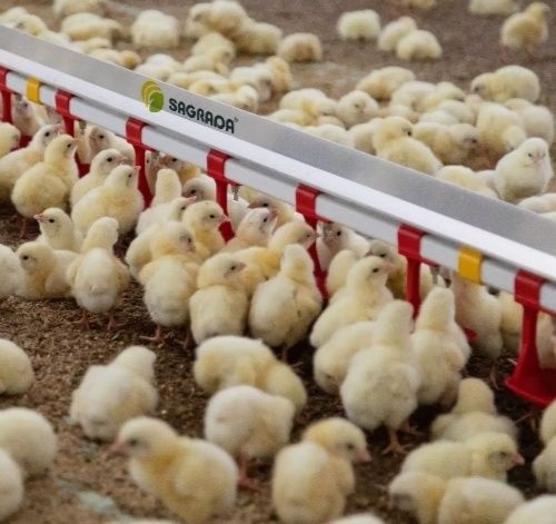 Бройлерные цыплята