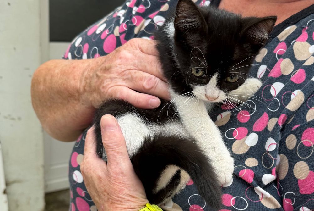 Pui de pisică spre adopție – 2-3 luni