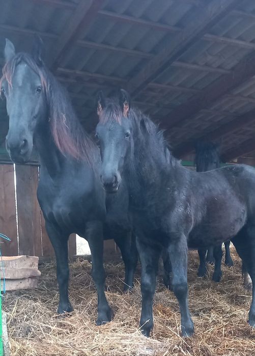 Manza frizian rasă pură