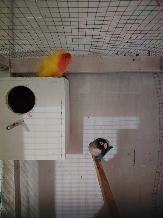 Nerazlushkalar. Неразлучники