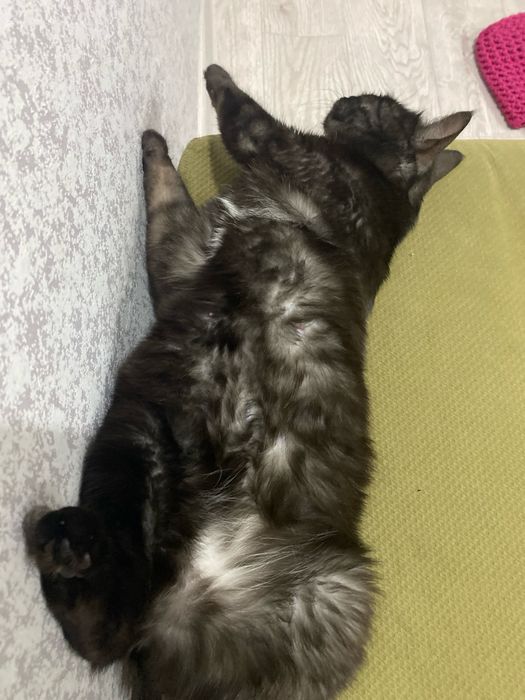 Кошечка в добрые руки