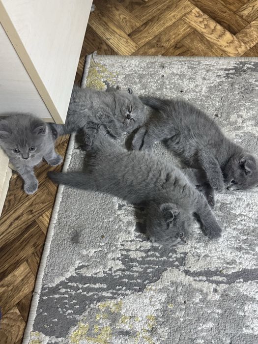 Котята скотиш фолд