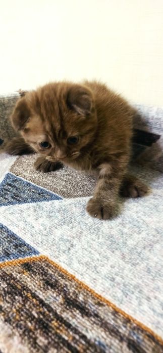 Добрые породистые котята