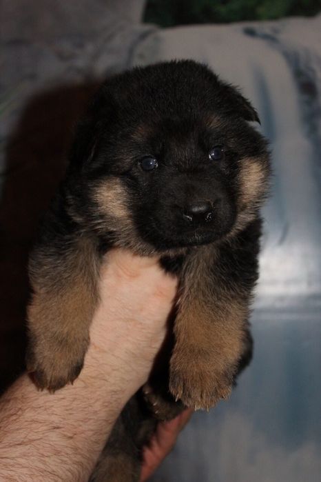 Элитные щенки немецкой овчарки