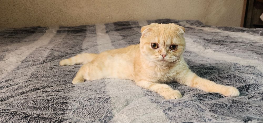 Скотиш фолд зотли мушукча сотилади юмшик юввош угил бола соглом