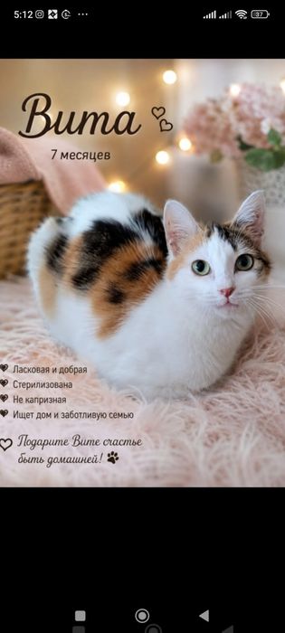 В добрые, ответственные руки