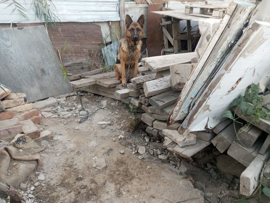 Продам самку  немецкой овчарки