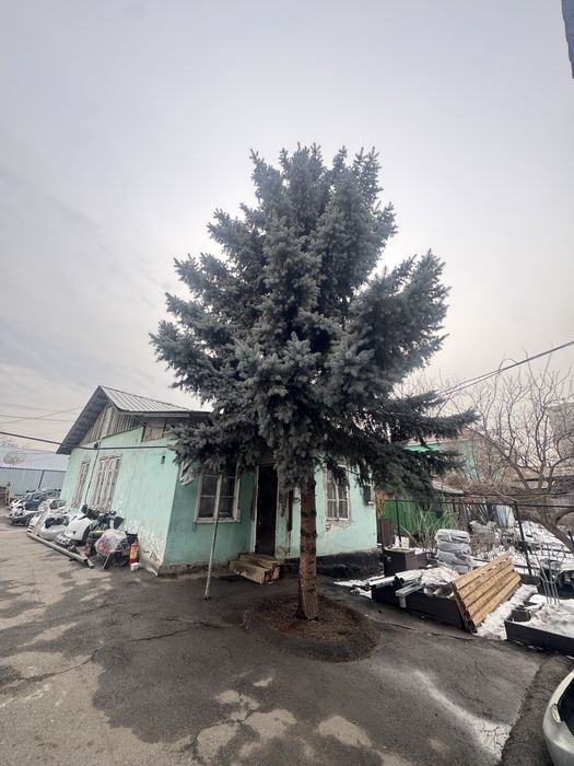 Голубая ель 10 метров