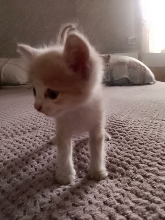 Отдам котёнка рыженького