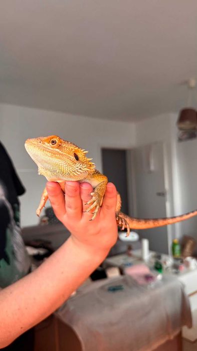 Agama cu Barba/ Bearded Dragon