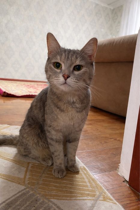 Кошка в добрые руки, бесплатно.